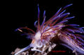 foto de buceo