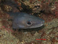foto de buceo