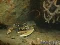 foto de buceo