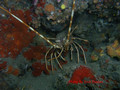 foto de buceo