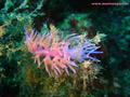 foto de buceo