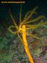 foto de buceo