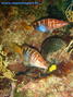 foto de buceo