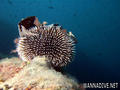foto de buceo