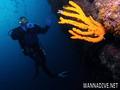 foto de buceo