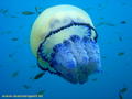foto de buceo