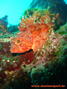 foto de buceo