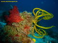 foto de buceo