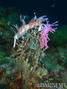 foto de buceo