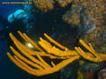 foto de buceo