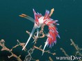 foto de buceo