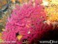 foto de buceo