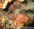 foto de buceo