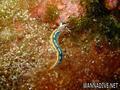 foto de buceo