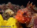 foto de buceo