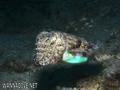 foto de buceo