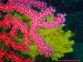 foto de buceo