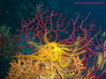 foto de buceo