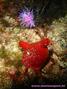 foto de buceo