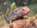 foto de buceo