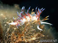 foto de buceo