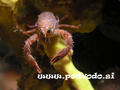 foto de buceo