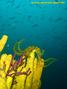 foto de buceo