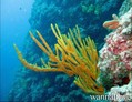 foto de buceo