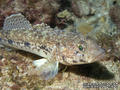 foto de buceo