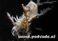 foto de buceo