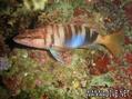 foto de buceo