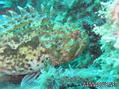 foto de buceo