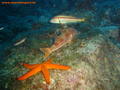 foto de buceo
