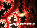 foto de buceo
