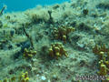 foto de buceo