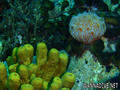 foto de buceo