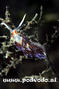 foto de buceo
