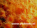 foto de buceo