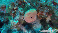foto de buceo