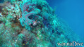 foto de buceo