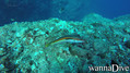 foto de buceo