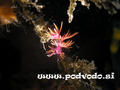 foto de buceo