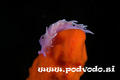 foto de buceo
