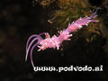 foto de buceo
