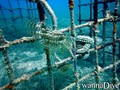 foto de buceo