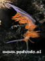 foto de buceo