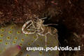 foto de buceo