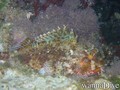 foto de buceo