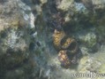 foto de buceo