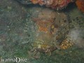 foto de buceo